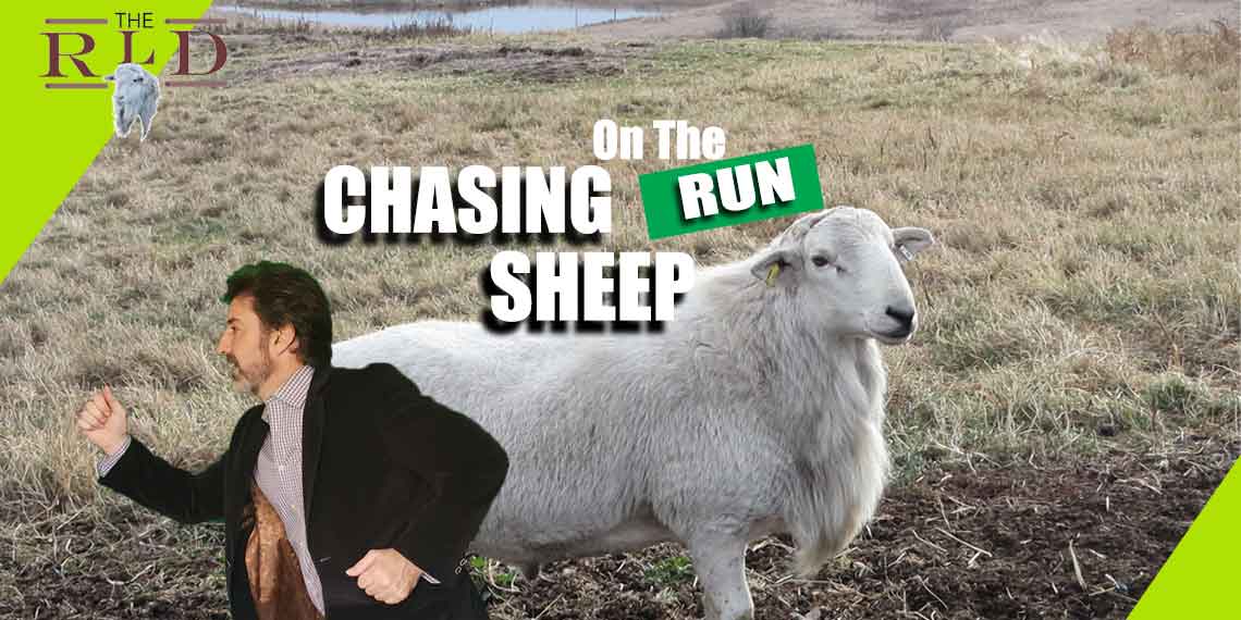 Bringing them Home - SHEEP on the Move!