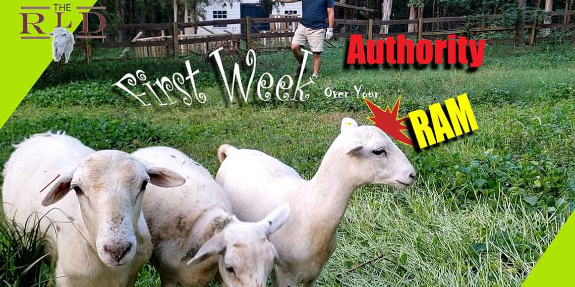 First Week Sheep