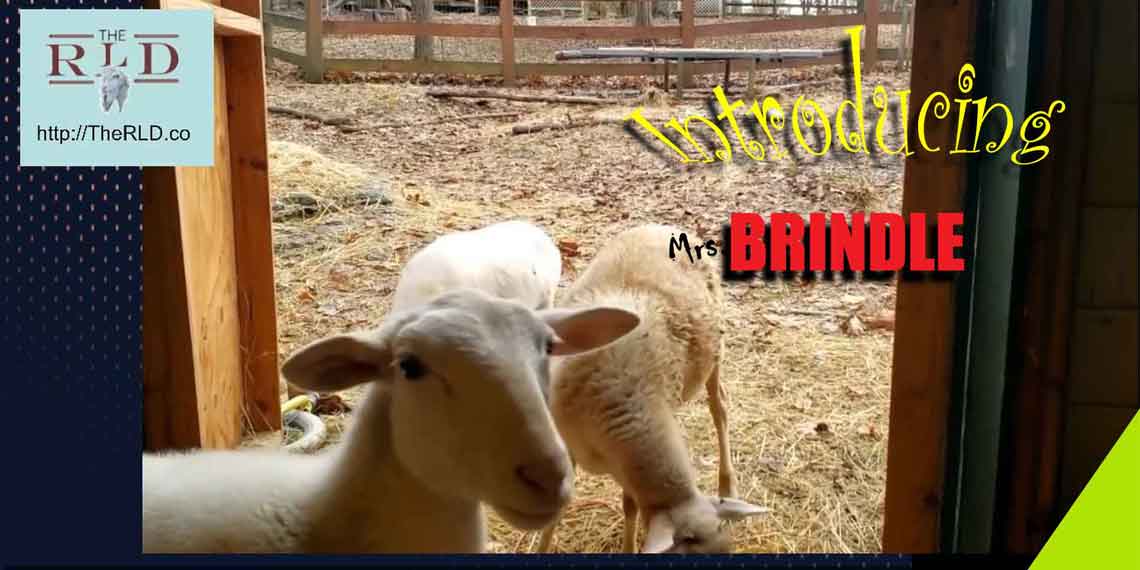 Meet Brindle, Leave your Baby names in the comments, and Vote!!